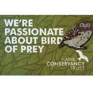 Little Owl Pin Badge
